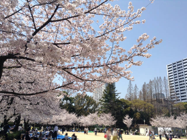 靭公園のお花見